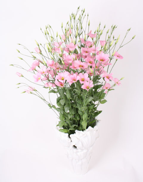 botanic pink tulip award