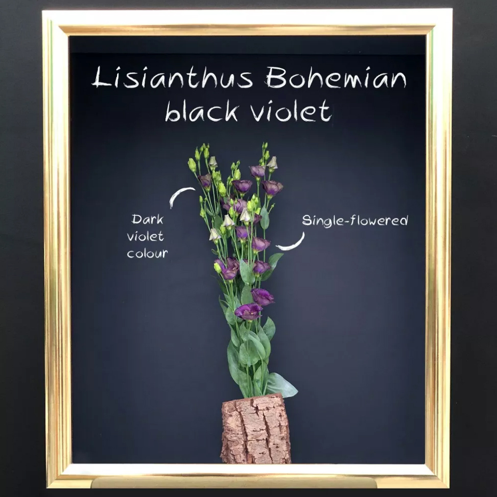 lisianthus bohemian black violet