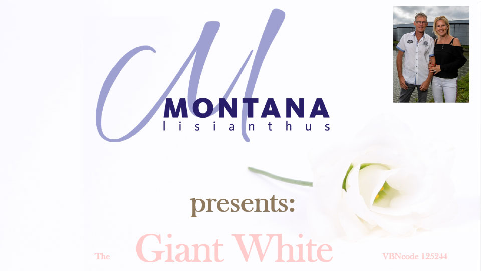giant white 1