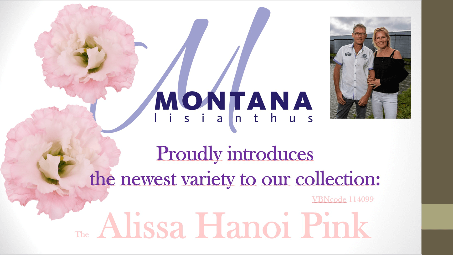 Montanas Alissa Hanoi Pink 1