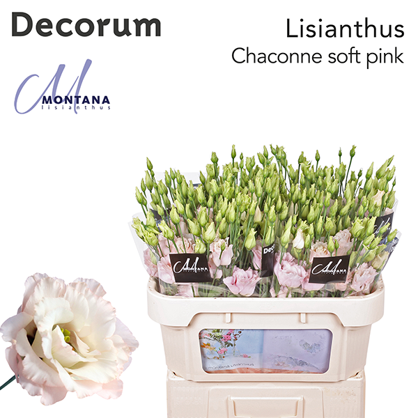 Lisianthus Chaconne soft pink