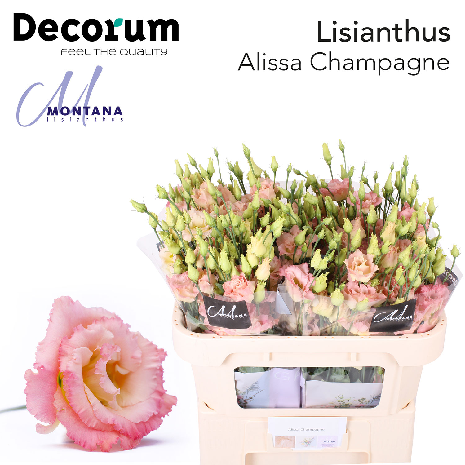Alissa Champagne 998