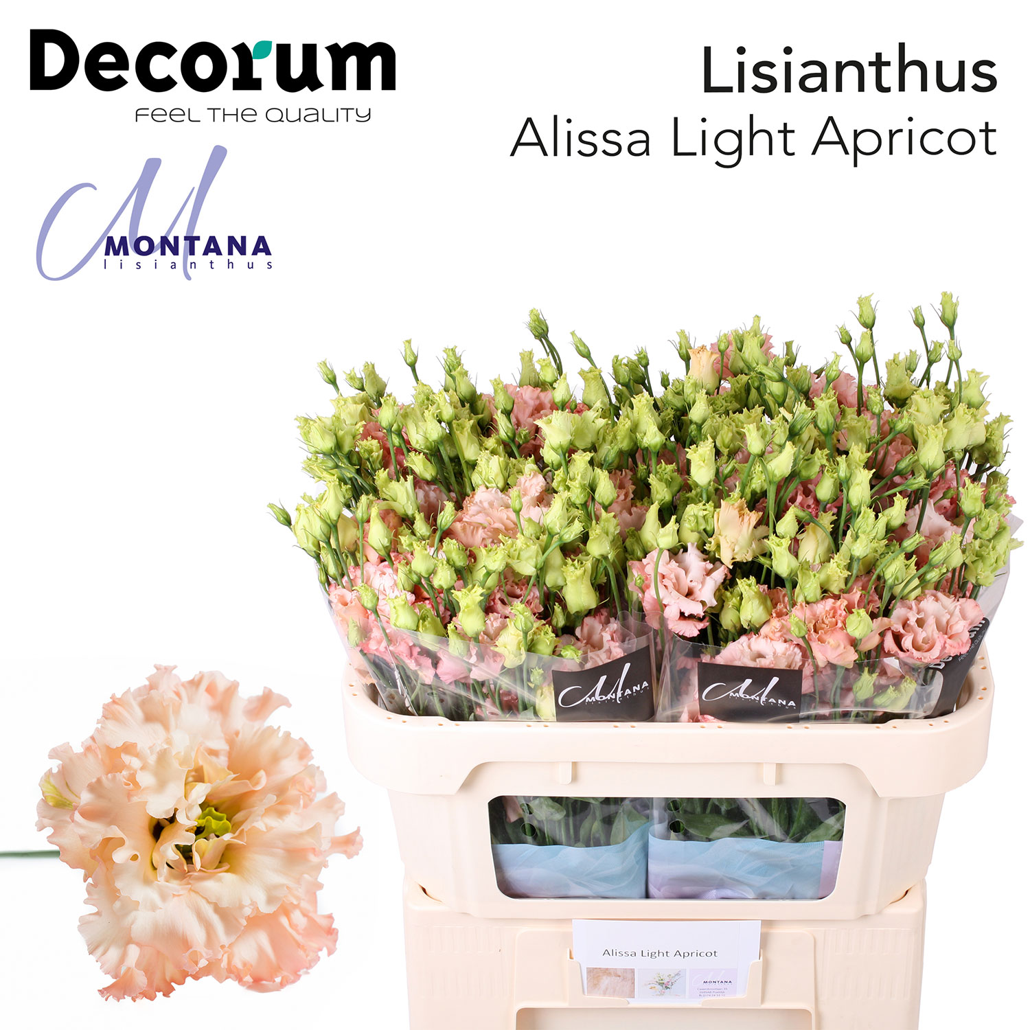 Alissa Light Apricot 998