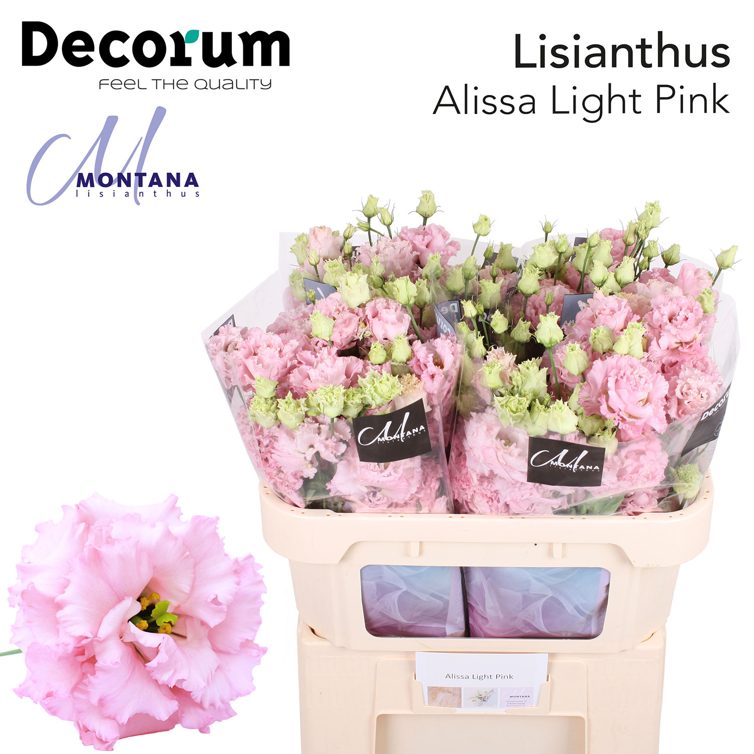 Alissa Light Pink 998 2