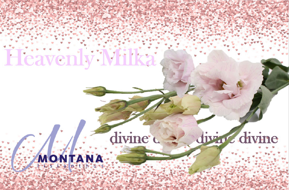 heavenly lisianthus 5 milka
