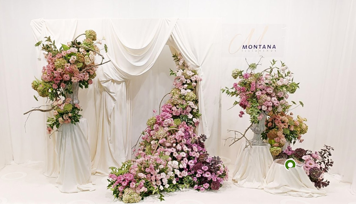 Montana lisianthus Decorum