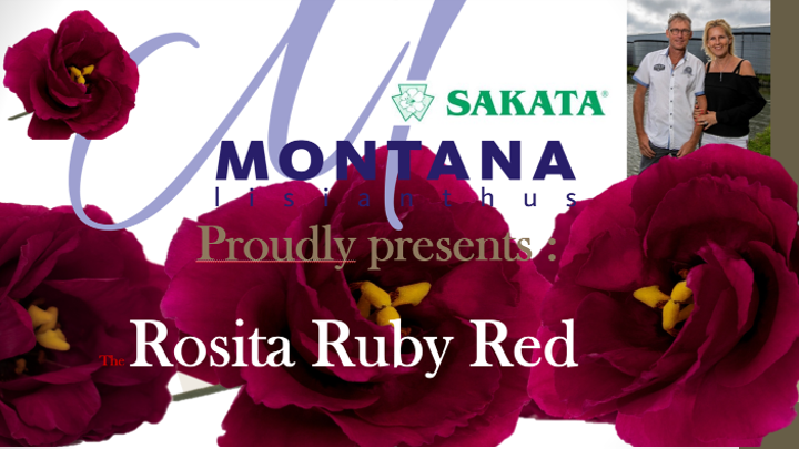 Montanas Alissa Hanoi Pink 1